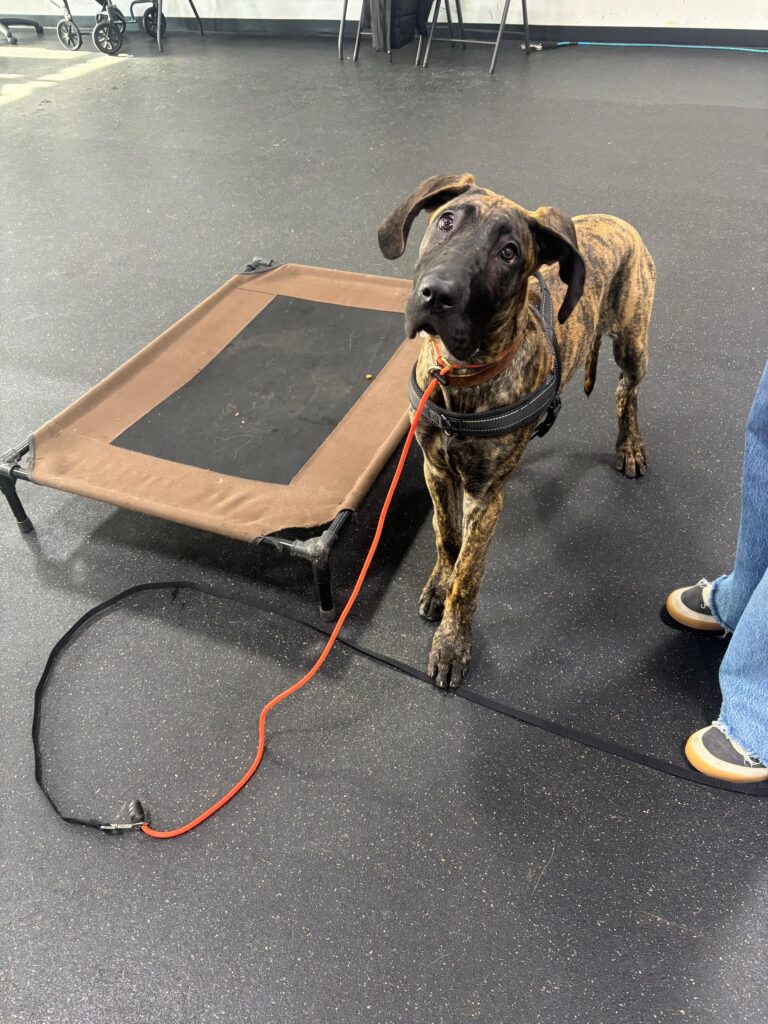 Dog training Mattydale NY with brindle dog by a place cot
