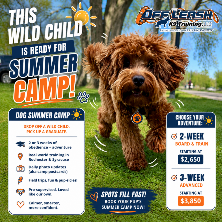 Dog Summer Camp Board and Train Program in Rochester and Syracuse