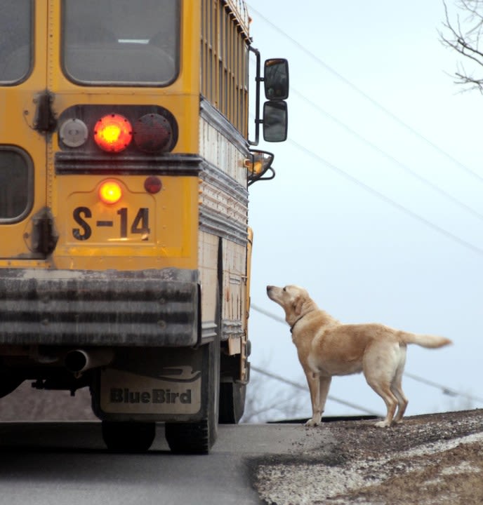 Dog separation anxiety Syracuse back-to-school training